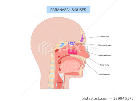 Paranasal sinus poster 129946173