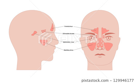 Paranasal sinus poster 129946177