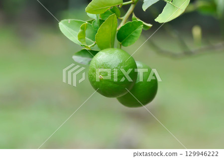 lime, lime plant or lemon tree lime, lime plant or lemon tree 129946222