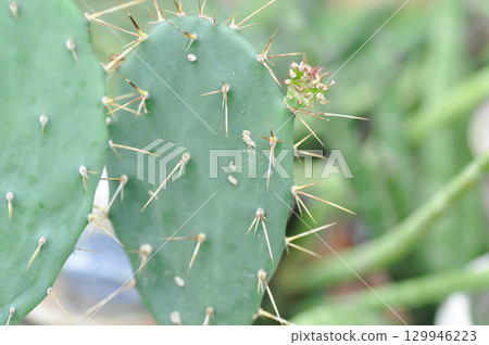 Opuntia tuna, Angiosperms or Opuntia or Cactaceae or Tuna Cactus or Prickly Pears 129946223