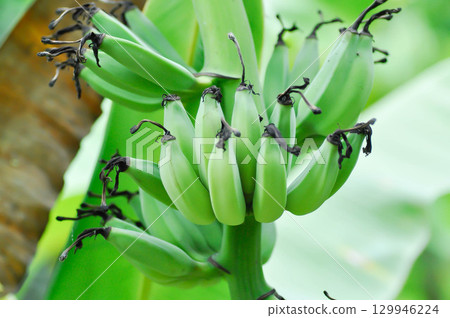 banana or banana plant, banana tree or Banana blossom or banana seed 129946224