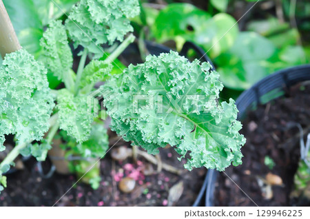 Kale , Brassicaceae or Brassica Oleracea plant Kale , Brassicaceae or Brassica Oleracea plant 129946225