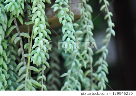 Sedum morganianum, Crassulaceae or Sedum or succulents Sedum morganianum, Crassulaceae or Sedum or succulents 129946230
