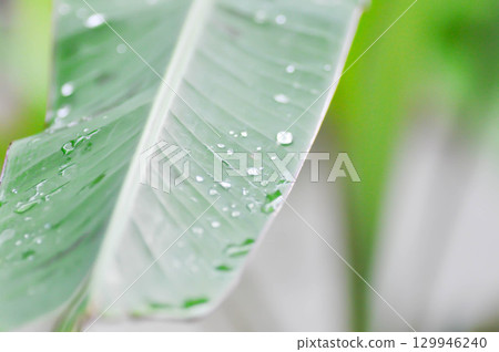 banana leaf or banana plant, banana tree or banana leaf and dew drop banana leaf or banana plant, banana tree or banana leaf and dew drop 129946240