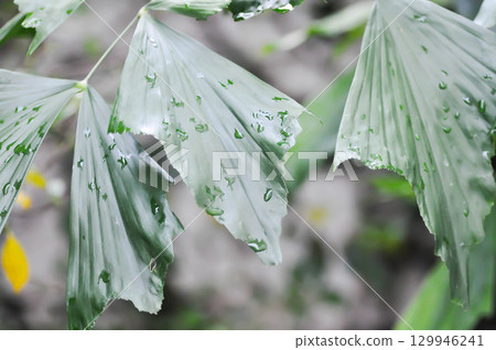 Caryota urens, Palmae or ARECACEAE or Caryota mitis Lour or Fishtail Palm or Wart Fishtail Palm and rain drop 129946241
