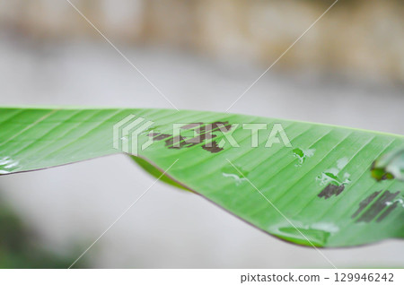 banana plant, blood banana or Musa acuminata or Musa balbisiana and dew drop 129946242