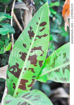 banana plant, blood banana or Musa acuminata or Musa balbisiana banana plant, blood banana or Musa acuminata or Musa balbisiana 129946243