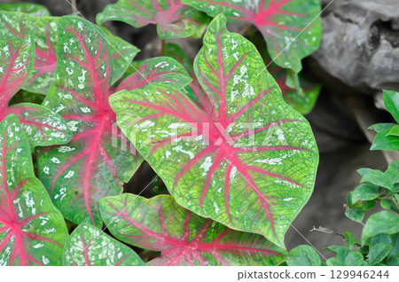 Caladium, Caladium Bicolor Vent or Caladium bicolor 129946244