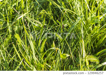 Close up shot of the green grass 129946257