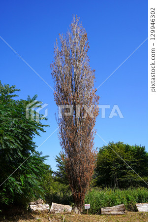 手稻山口蚱蜢丘的一棵枯死的楊樹 129946302