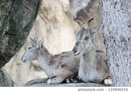 Sue Cho Varal 129946458