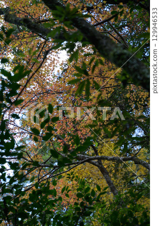 Autumn forest with red and green leaves 129946533