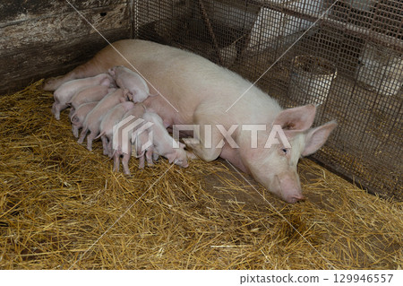 Pig Nursing Piglets in a Farm Setting During Daylight Hours 129946557