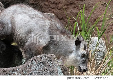 日本血統 日本血統 129946559