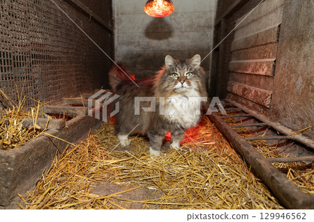 Cat Exploring a Barn Filled With Straw Under a Warm Light During the Evening 129946562