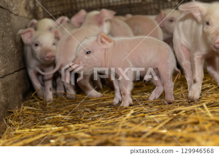 Young Piglets Exploring Their Surroundings in a Cozy Farm Barn 129946568