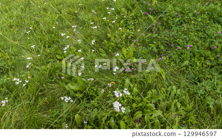 Close up shot of the green grass and wild flowers 129946597