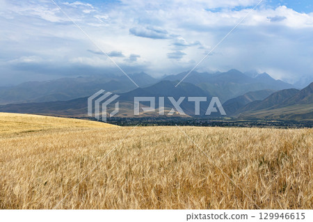Golden wheat field in the highlands. agricultural background. 129946615