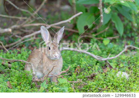森林兔 129946633