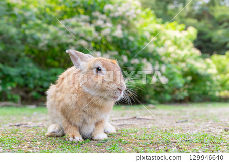 Smiling Rabbit 129946640