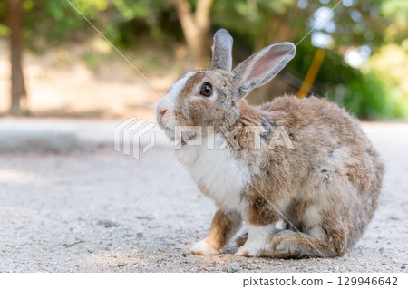 一隻擔心天氣的兔子 一隻擔心天氣的兔子 129946642