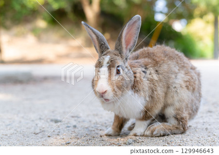 兔子被相機嚇了一跳 129946643