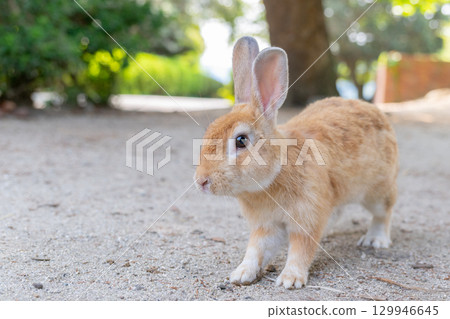 Okunojima兔子 129946645