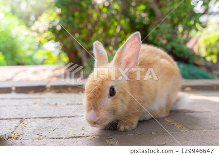 小兔子對相機感到好奇 129946647