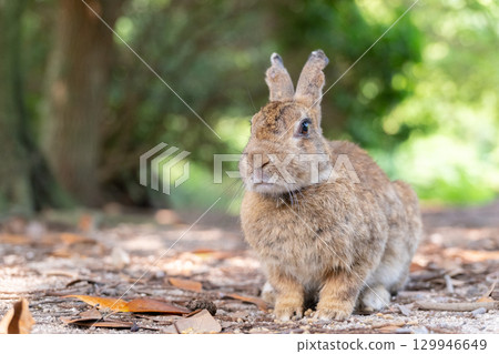 表情莊重的兔子 129946649