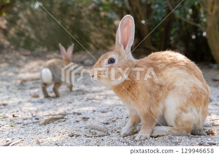 Okunojima rabbit Okunojima rabbit 129946658