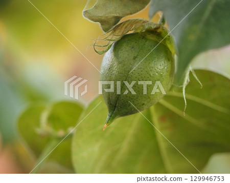 棉籽 棉籽 129946753