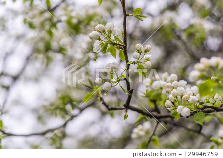 White blossoming apple trees with rain drops 129946759