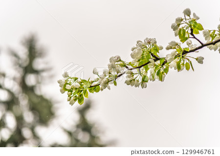 White blossoming apple trees with rain drops White blossoming apple trees with rain drops 129946761