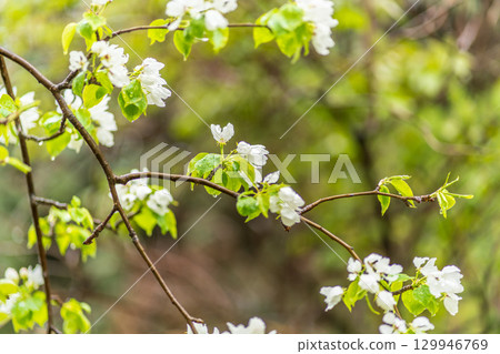 White blossoming apple trees with rain drops 129946769