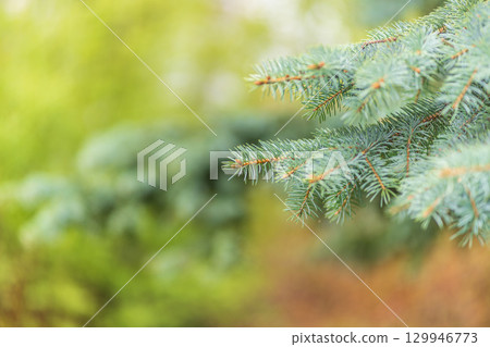 Closeup of fir branches with young buds. Spring nature concept. Fir branches with fresh shoots Closeup of fir branches with young buds. Spring nature concept. Fir branches with fresh shoots 129946773