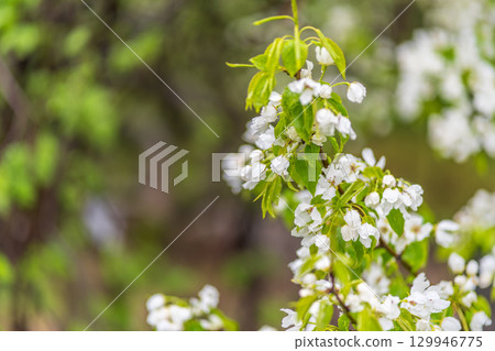 White blossoming apple trees with rain drops 129946775
