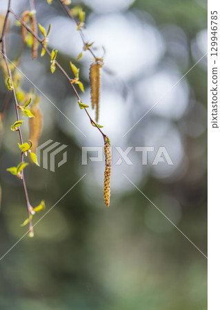 Birch branches with fresh green leaves and seeds. Birch tree branch, Betula pendula. 129946785