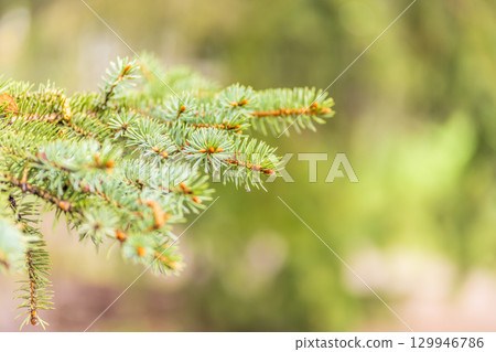 Background of green spruce branches with water drops after rain Background of green spruce branches with water drops after rain 129946786