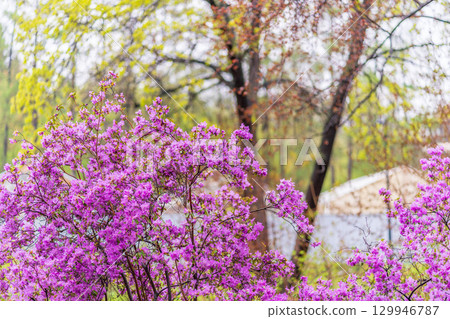 Pink flowers of Siberian rhododendron copy space. Rhododendron dauricum. Spring flowering of Altai rhododendron. Pink flowers of Siberian rhododendron copy space. Rhododendron dauricum. Spring flowering of Altai rhododendron. 129946787