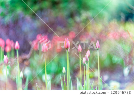 Colorful red tulips blossom in spring garden Colorful red tulips blossom in spring garden 129946788