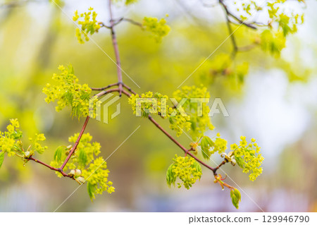 Blooming Norway Maple, Acer platanoides, in beautiful light 129946790