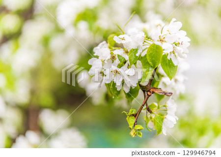 White blossoming apple trees with rain drops White blossoming apple trees with rain drops 129946794