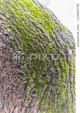 Bark texture and background of a old tree trunk. Detailed bark texture. Bark texture and background of a old tree trunk. Detailed bark texture. 129946796