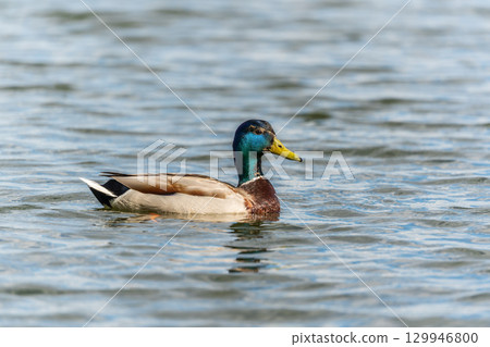 Duck swims in the pond. 129946800