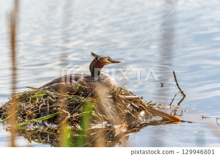 Great Crested Grebe, Podiceps cristatus, water bird sitting on the nest, nesting time on the green lake Great Crested Grebe, Podiceps cristatus, water bird sitting on the nest, nesting time on the green lake 129946801