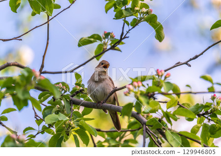 Thrush Nightingale, Luscinia luscinia. A bird sits on a tree branch and sings 129946805