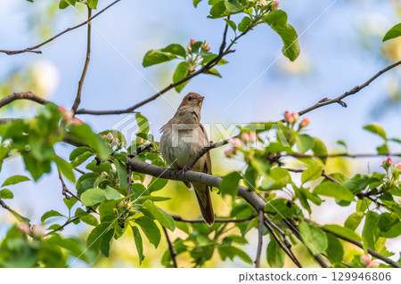 Thrush Nightingale, Luscinia luscinia. A bird sits on a tree branch and sings Thrush Nightingale, Luscinia luscinia. A bird sits on a tree branch and sings 129946806