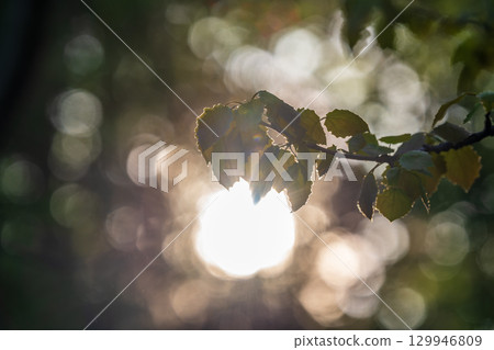 Branch of birch tree, Betula pendula, silver birch, warty birch, European white birch, with green leaves 129946809