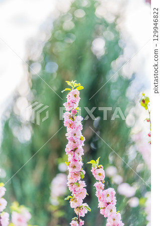 Beautiful Pink Flowers of Prunus triloba, Blossom, pink flowers. Prunus triloba, sometimes called flowering plum or flowering almond, a name shared with Prunus jacquemontii Beautiful Pink Flowers of Prunus triloba, Blossom, pink flowers. Prunus triloba, sometimes called flowering plum or flowering almond, a name shared with Prunus jacquemontii 129946822