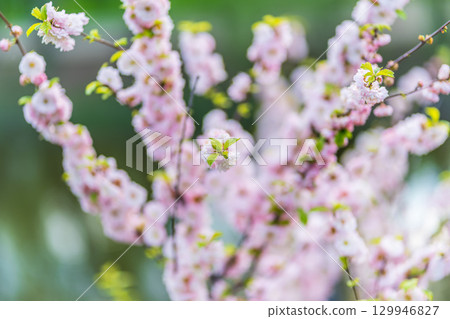 Beautiful Pink Flowers of Prunus triloba, Blossom, pink flowers. Prunus triloba, sometimes called flowering plum or flowering almond, a name shared with Prunus jacquemontii 129946827